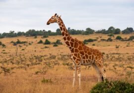 beautiful giraffe middle jungle kenya nairobi samburu