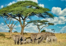 group elephants walking dry grass wilderness