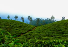 india forest cool hill station fog