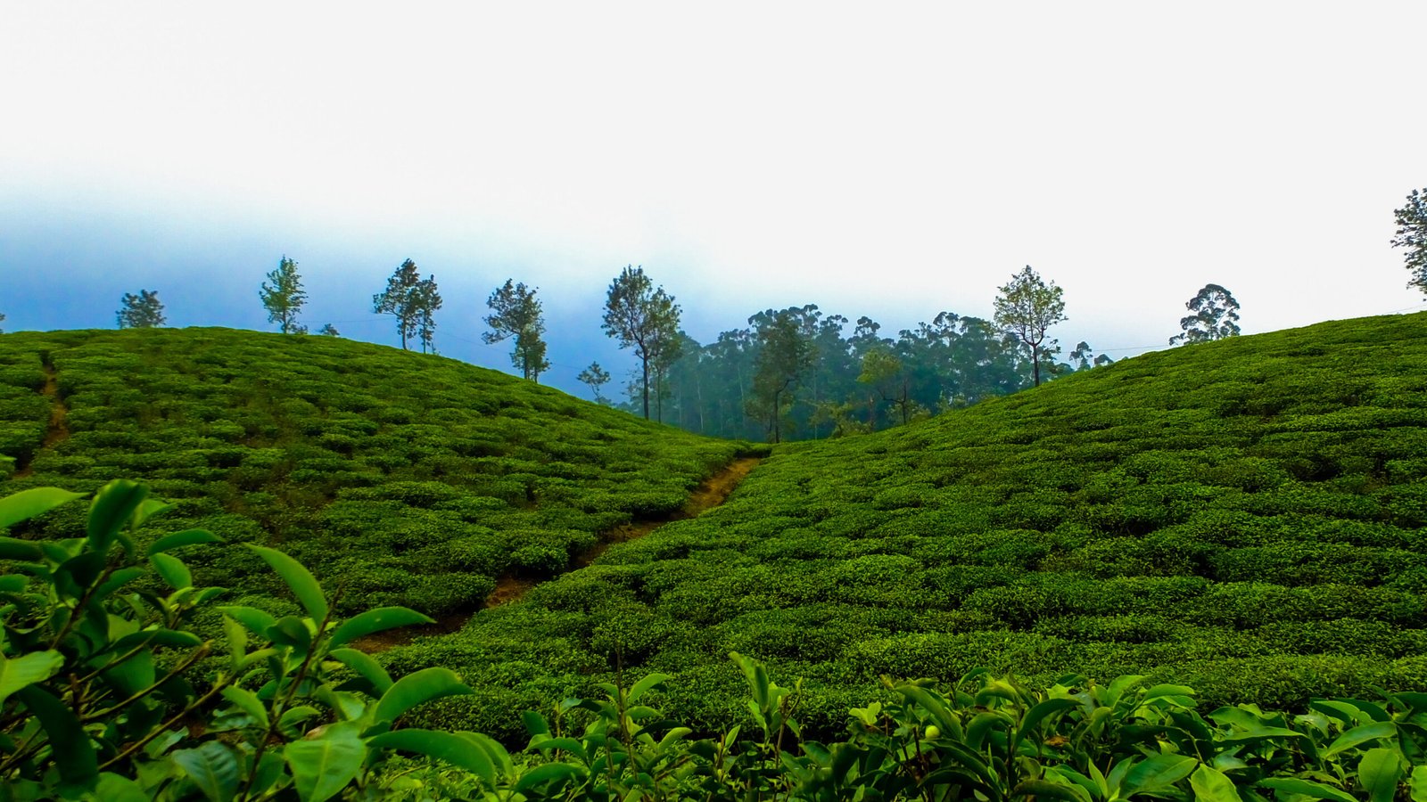 india forest cool hill station fog scaled